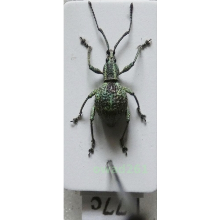 Neopyrgops sp. Heller, 1913 Philippines77c